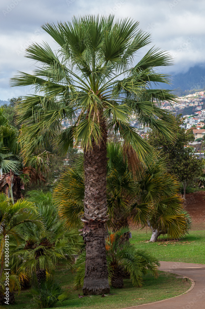 Fototapeta premium Botanical garden Monte