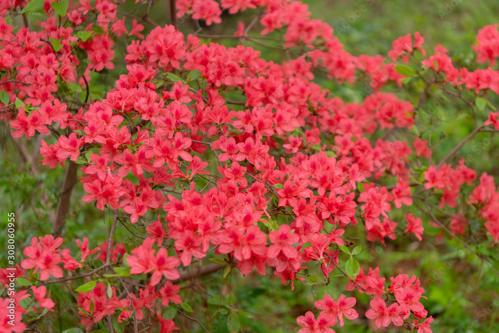 Beautiful red mini azaleas blooming in the forest