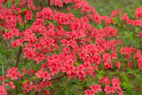 Beautiful red mini azaleas blooming in the forest © chuck hsu