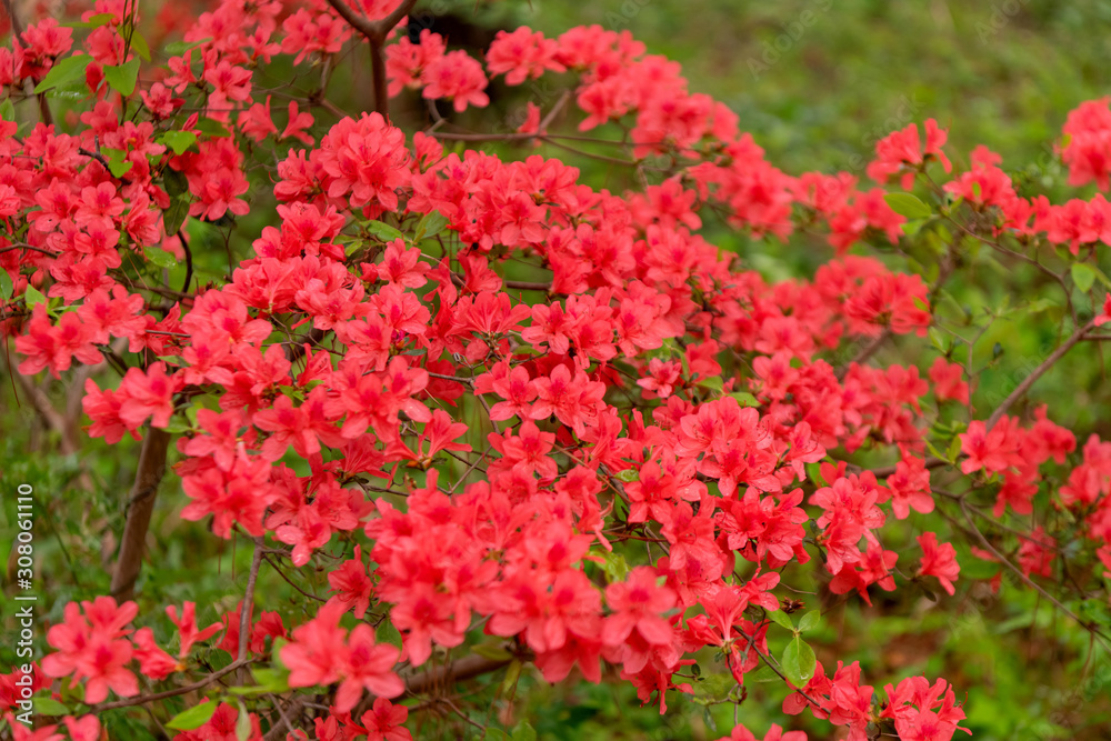 Beautiful red mini azaleas blooming in the forest