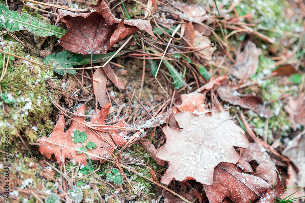 The beginning of winter in December and the first frosts on the fallen leaves The beginning of winter in December and the first frosts on the fallen leaves