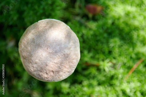 Birch mushroom, top view. Edible fungus growing in moss. White ghost bog bolete. Copy space photo