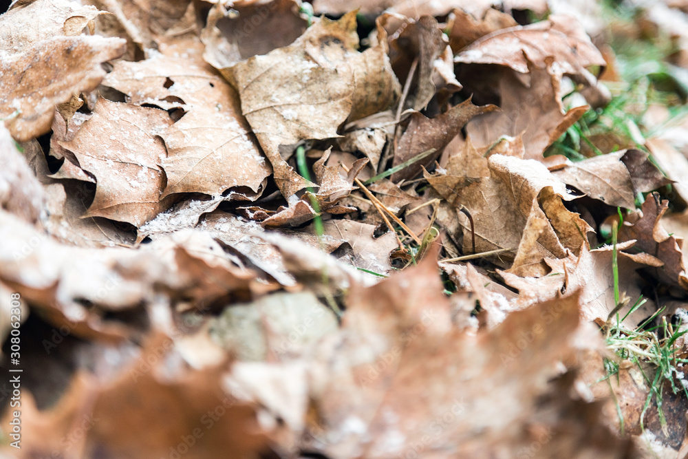 The beginning of winter in December and the first frosts on the fallen leaves The beginning of winter in December and the first frosts on the fallen leaves