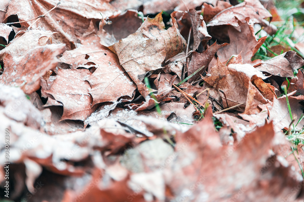 The frost of December had covered with frost dead leaves The frost of December had covered with frost dead leaves
