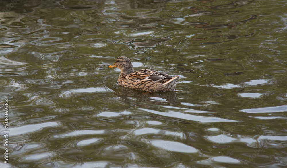 Brown duck in the pond Brown duck in the pond