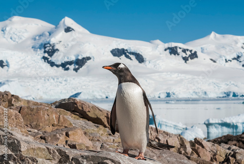  Gentoo Penguin  Pygoscelis papua Neko Harbour Antartica Peninsula.