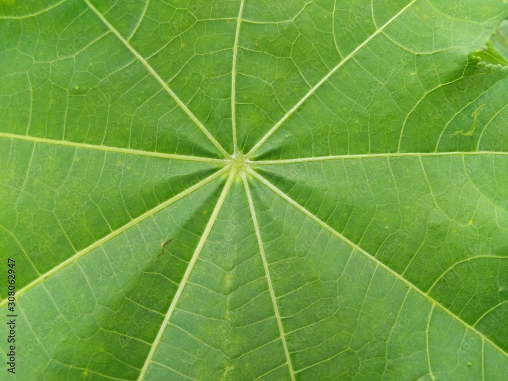 green leaf green leaf
