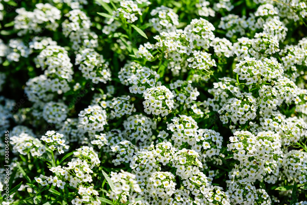 Many white flowers of Lobularia maritima, commonly known as sweet alyssum or sweet alison, in a garden in a sunny spring day Many white flowers of Lobularia maritima, commonly known as sweet alyssum or sweet alison, in a garden in a sunny spring day
