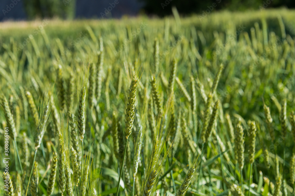 Ladakh, India - Jul 20 2019 - Wheat field at Turtuk village in Ladakh, Jammu and Kashmir, India. Ladakh, India - Jul 20 2019 - Wheat field at Turtuk village in Ladakh, Jammu and Kashmir, India.