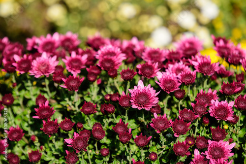 Bush of vivid pink magenta Chrysanthemum x morifolium flowers and small blossoms in a garden in a sunny autumn day, view from above