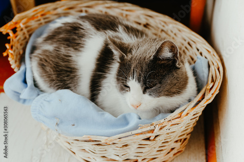 Cat lying in a basket © Robert Petrovic