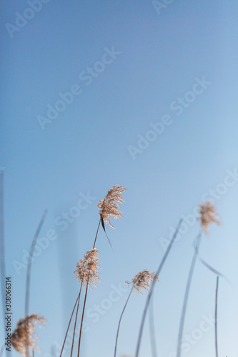 Outdoor autumn and winter season with blue sky and reeds   Phragmites communis  Cav.  Trin. ex Steud