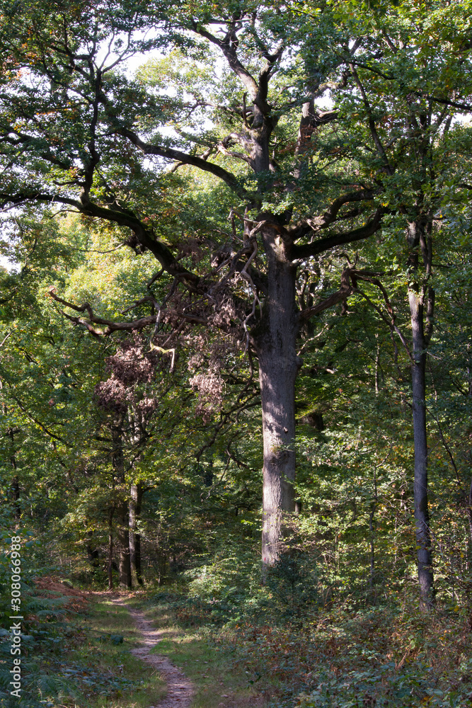 Fototapeta premium végétation forêt de senart