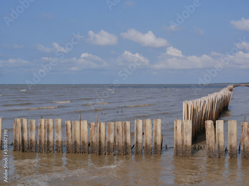Creating a mangrove protection zone along mangrove forest and blue sky with white clouds.