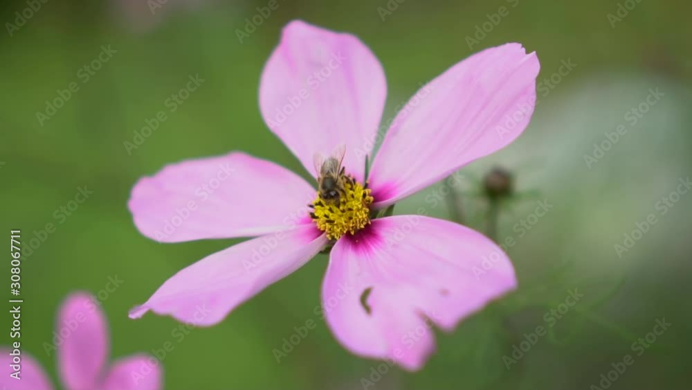 Bee pollinating pink flower then flying off, slow motion closeup focus Bee pollinating pink flower then flying off, slow motion closeup focus