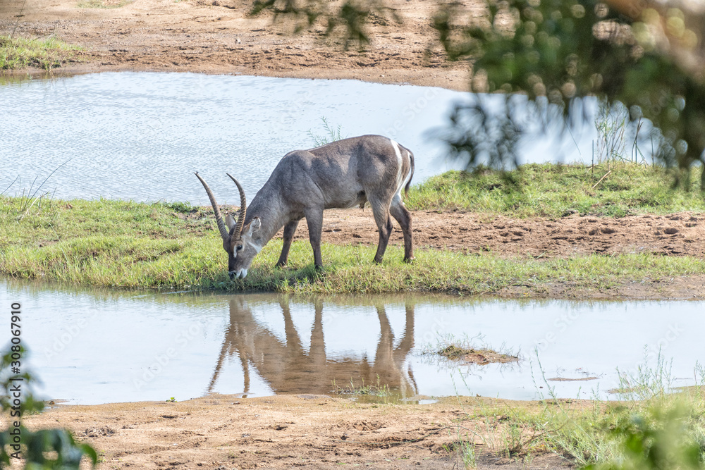 Sideway view of a waterbuck bull grazing Sideway view of a waterbuck bull grazing