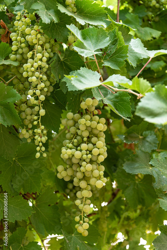 Wallpaper Mural Bunch of organic grapes in a garden vine Torontodigital.ca