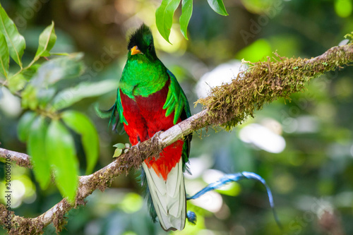 Quetzal in Costa Rica - Pharomachrus mocinno