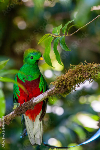 Quetzal in Costa Rica - Pharomachrus mocinno © Heiko Koehrer-Wagner