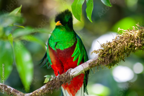 Quetzal in Costa Rica - Pharomachrus mocinno