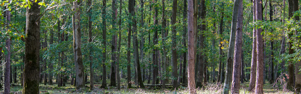 Fototapeta premium senard végétation 