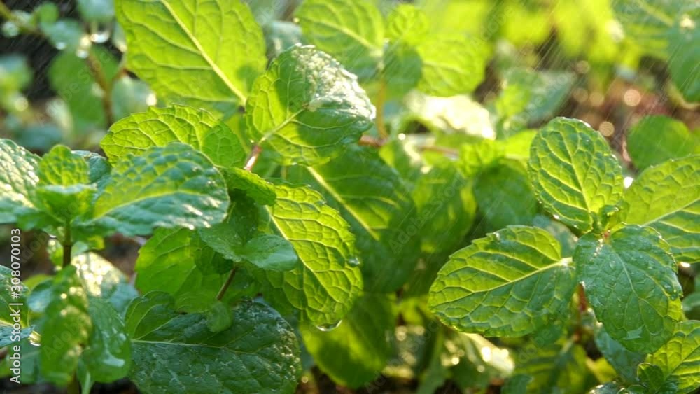Mint. Fresh mint leaf background closeup. Growing organic mint close up. Mint. Fresh mint leaf background closeup. Growing organic mint close up.