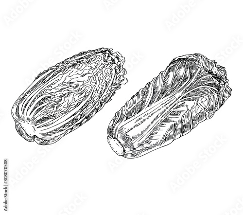Chinese cabbage set in line art style. 
