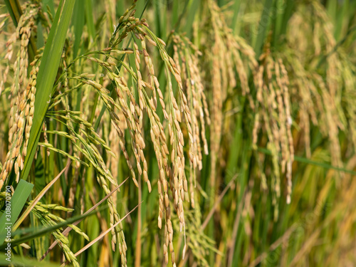 Close up in autumn and green or brown paddy rice plant.