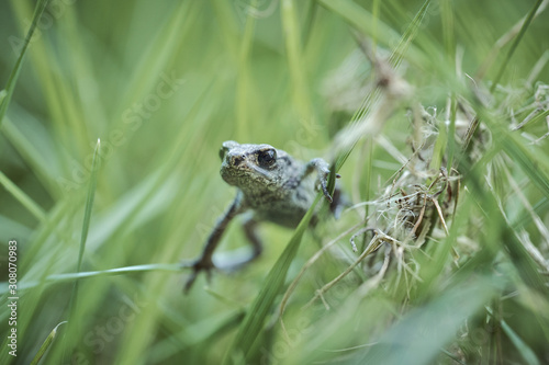 Closeup of a frog at the garden pond in summer in the sunlight