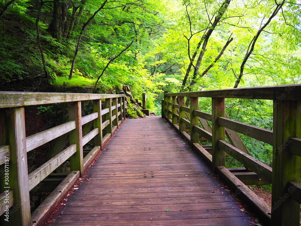 森の中の木の橋