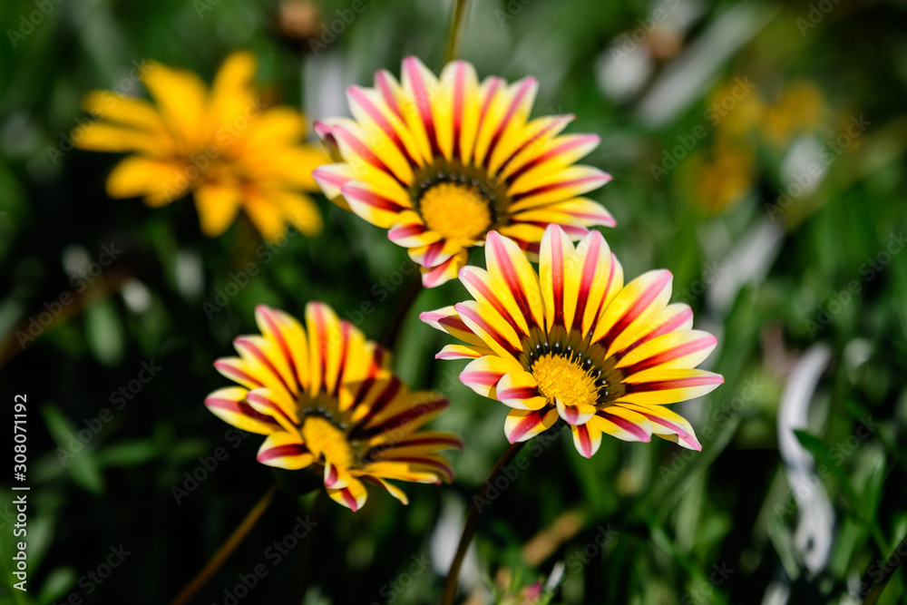 Group of yellow and orange gazania flowers and green leaves in soft focus, in a garden in a sunny summer day Group of yellow and orange gazania flowers and green leaves in soft focus, in a garden in a sunny summer day