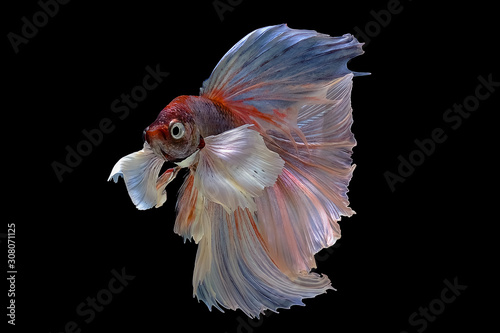 Dumbo Betta , red body, white tail, betta splendens (Halfmoon betta, Pla-kad (biting fish) isolated on black background. File contains a clipping path.