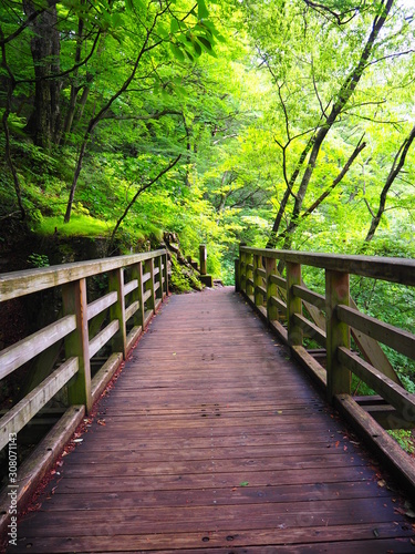 森の中の木の橋