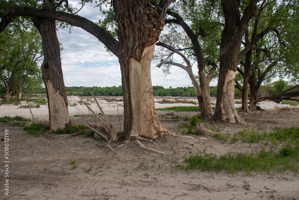trees with flood damage trees with flood damage