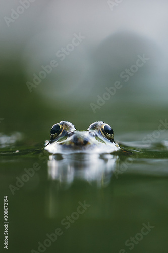 Closeup of a frog at the garden pond in summer in the sunlight © Mike