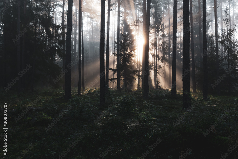 Fototapeta premium Forest landscape with sun rays.