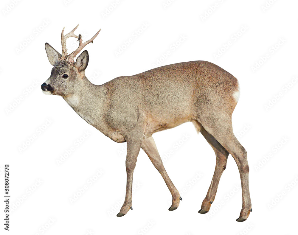 Male of Roe deer (Capreolus capreolus), isolated on white background