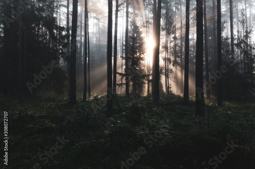 Fototapeta Naklejka Na Ścianę i Meble -  Forest landscape with sun rays.