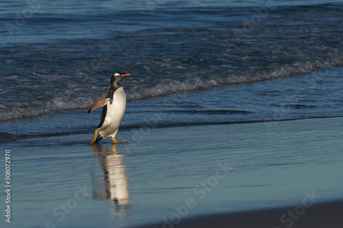 Gentoo Penguins  Pygoscelis papua  coming ashore after feeding at sea on Sea Lion Island in the Falkland Islands.