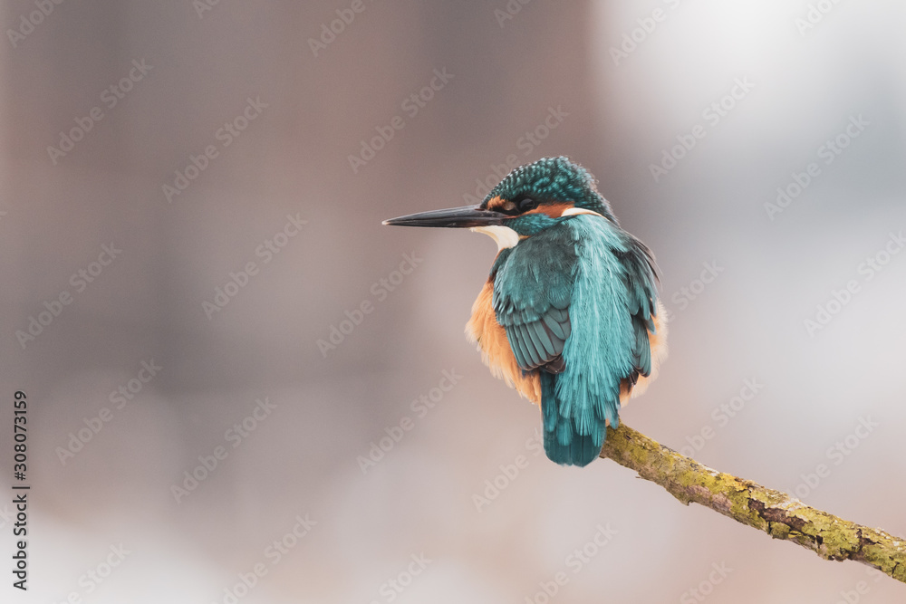 Kingifisher bird on branch Kingifisher bird on branch