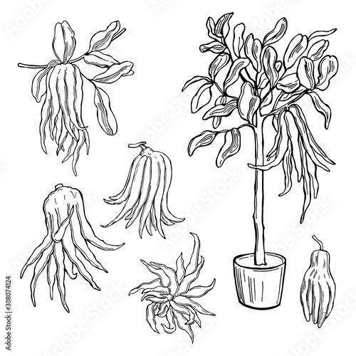 Hand drawn Citron (Buddha's hand fruit, fingered citron fruit, Citrus medica) . Vector sketch illustration.