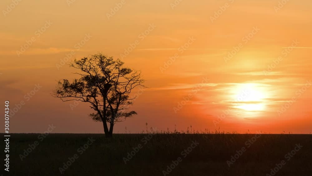 Lonely tree at sunset in prairie time lapse, tree at sunset in the steppe, sunset in prairie Lonely tree at sunset in prairie time lapse, tree at sunset in the steppe, sunset in prairie