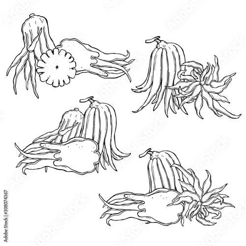 Hand drawn Citron (Buddha's hand fruit, fingered citron fruit, Citrus medica) . Vector sketch illustration.