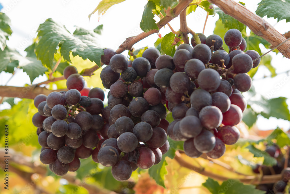Fototapeta premium Fresh purple red grapes fruit plant in the garden.