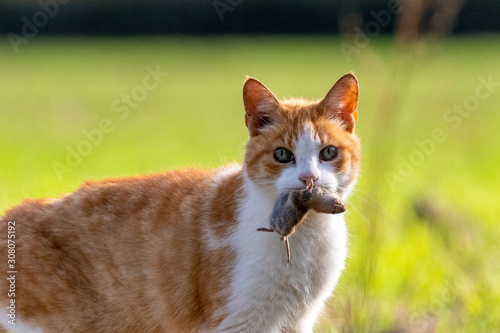 Photography Feral cat holding rodent prey in mouth