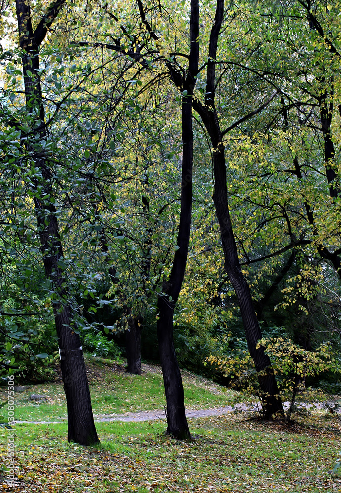 tree in the park