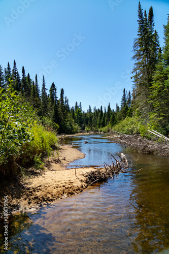 Creek through green Canadian forest with blue sky