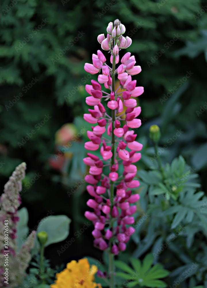 purple flowers in the garden purple flowers in the garden
