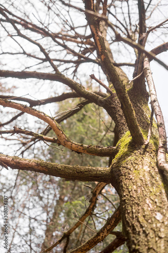 Standing dead tree seen from below