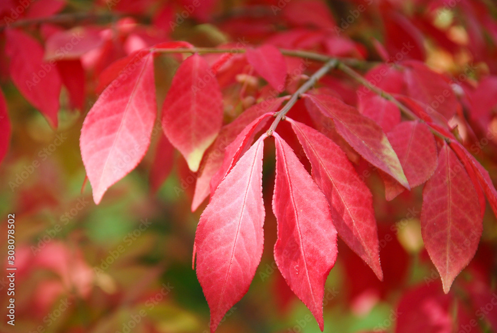 close up of red fall leaves on a tree branch. autumn color